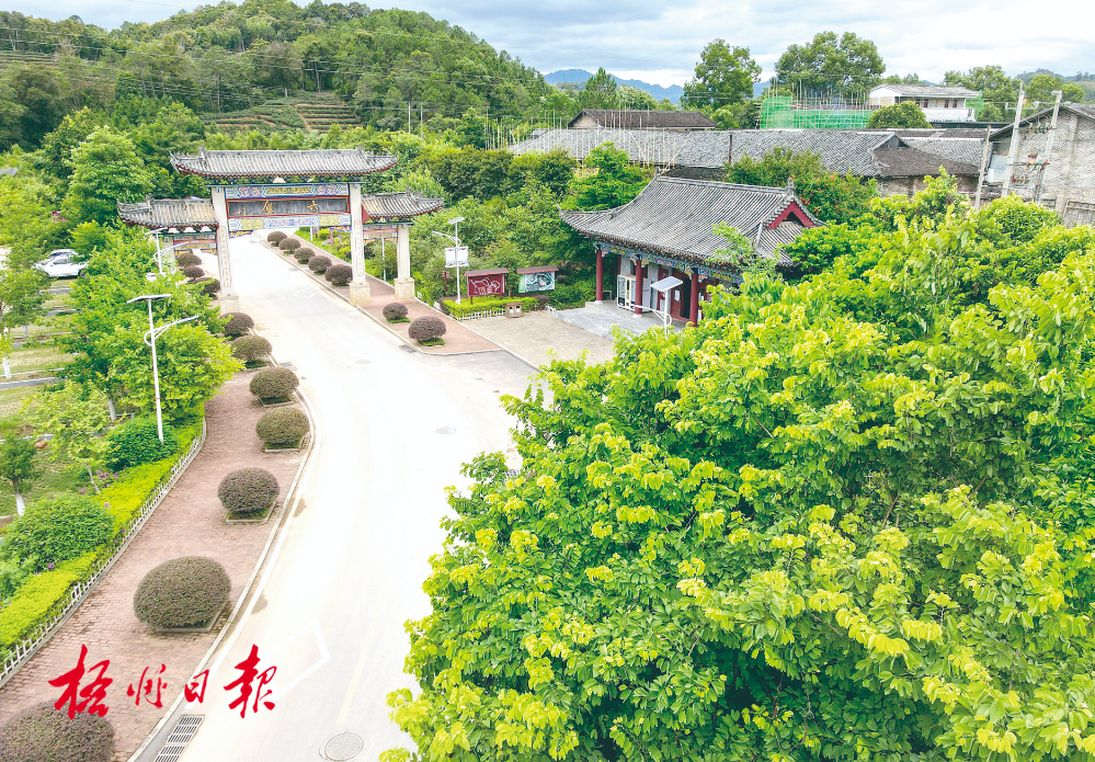 梧州全市生態(tài)茶園面積達(dá)33.34萬畝！