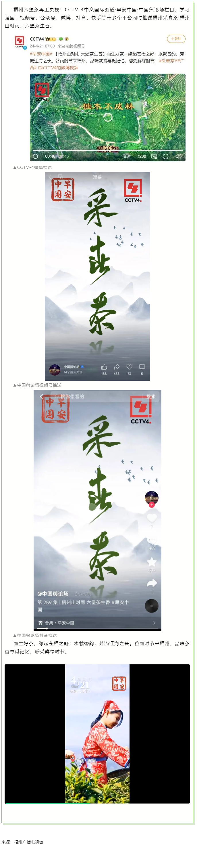 央視、學(xué)習(xí)強(qiáng)國(guó)等十多個(gè)平臺(tái)同時(shí)推送梧州采春茶&middot;梧州六堡茶.png