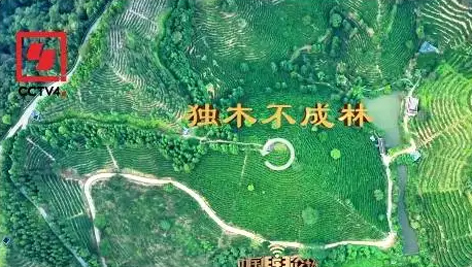 央視、學(xué)習(xí)強(qiáng)國(guó)等十多個(gè)平臺(tái)同時(shí)推送梧州采春茶．梧州六堡茶