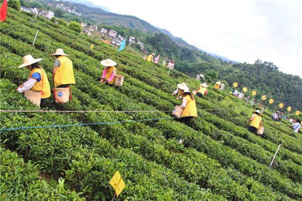 首屆梧州市六堡茶行業(yè)農(nóng)民工技能競(jìng)賽采茶比賽開(kāi)展