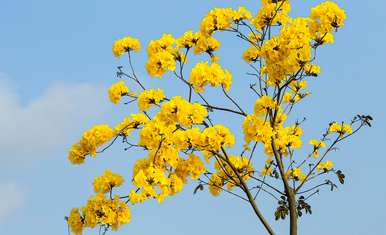 黃花風(fēng)鈴海